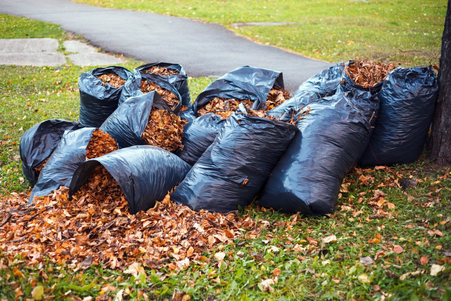 Leveraging Yard Waste Dumpsters For Your Next Landscaping   Leveraging Yard Waste Dumpsters For Your Next Landscaping Project 1536x1024 1 